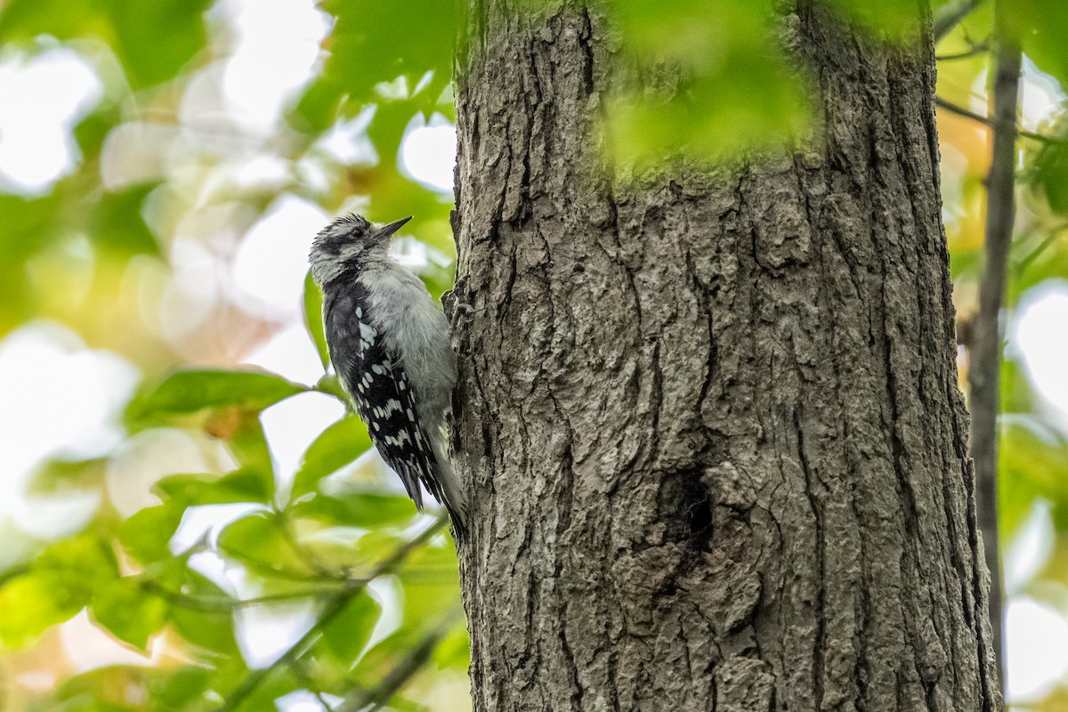 Downy Woodpecker - ML642614419