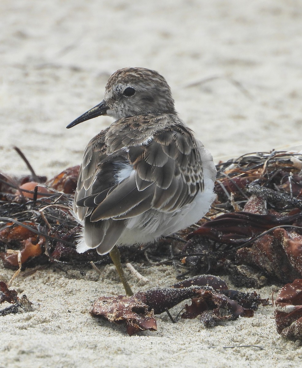 Least Sandpiper - ML642614422