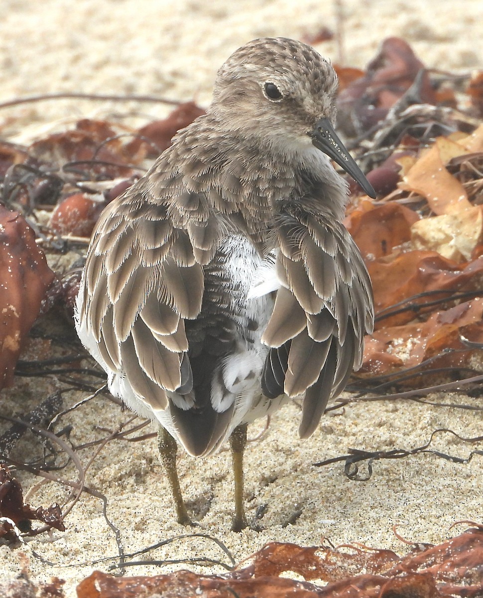 Least Sandpiper - ML642614423