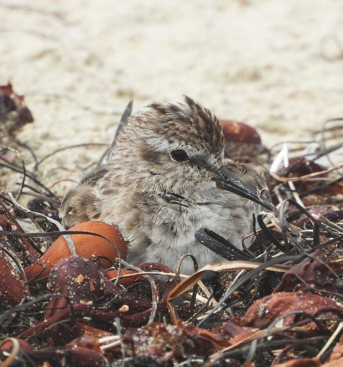 Least Sandpiper - ML642614424