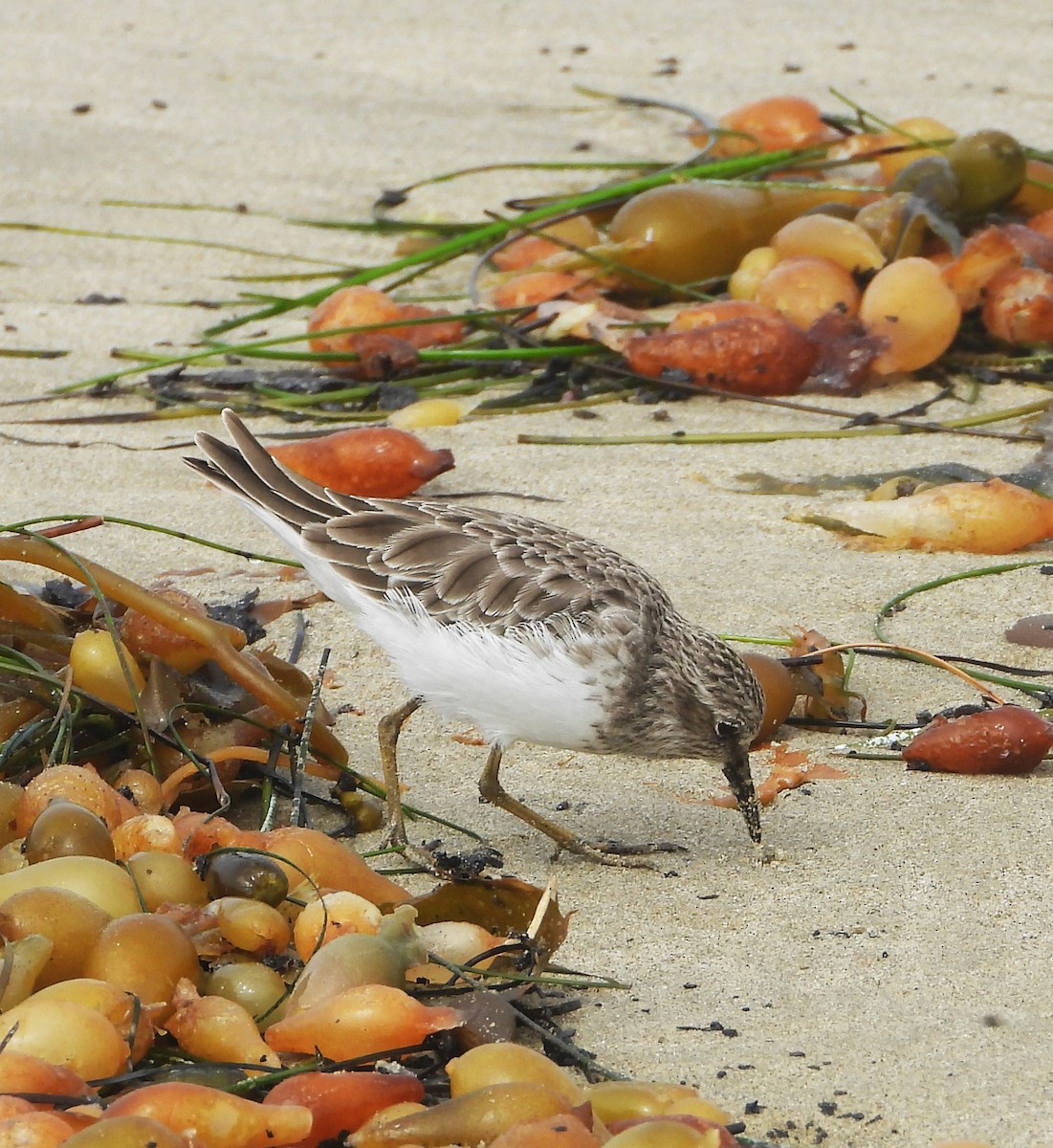Least Sandpiper - ML642614425
