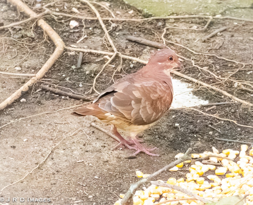 Ruddy Quail-Dove - ML642614426
