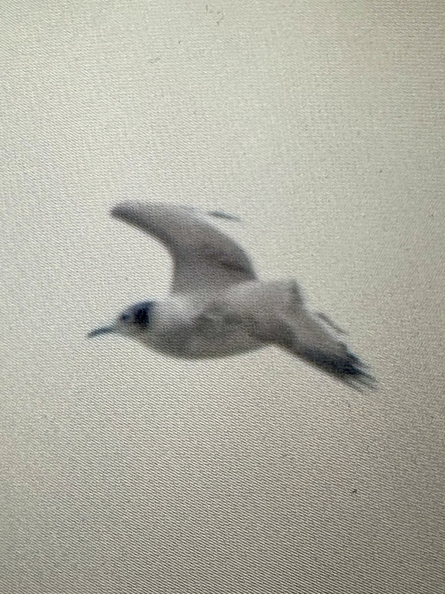 Franklin's Gull - ML642614427