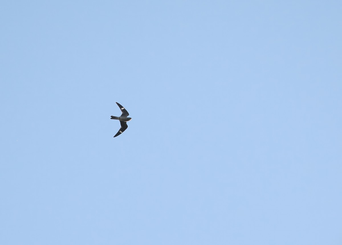 Common Nighthawk - ML642614439