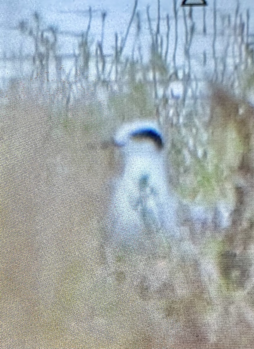 Forster's Tern - ML642614442