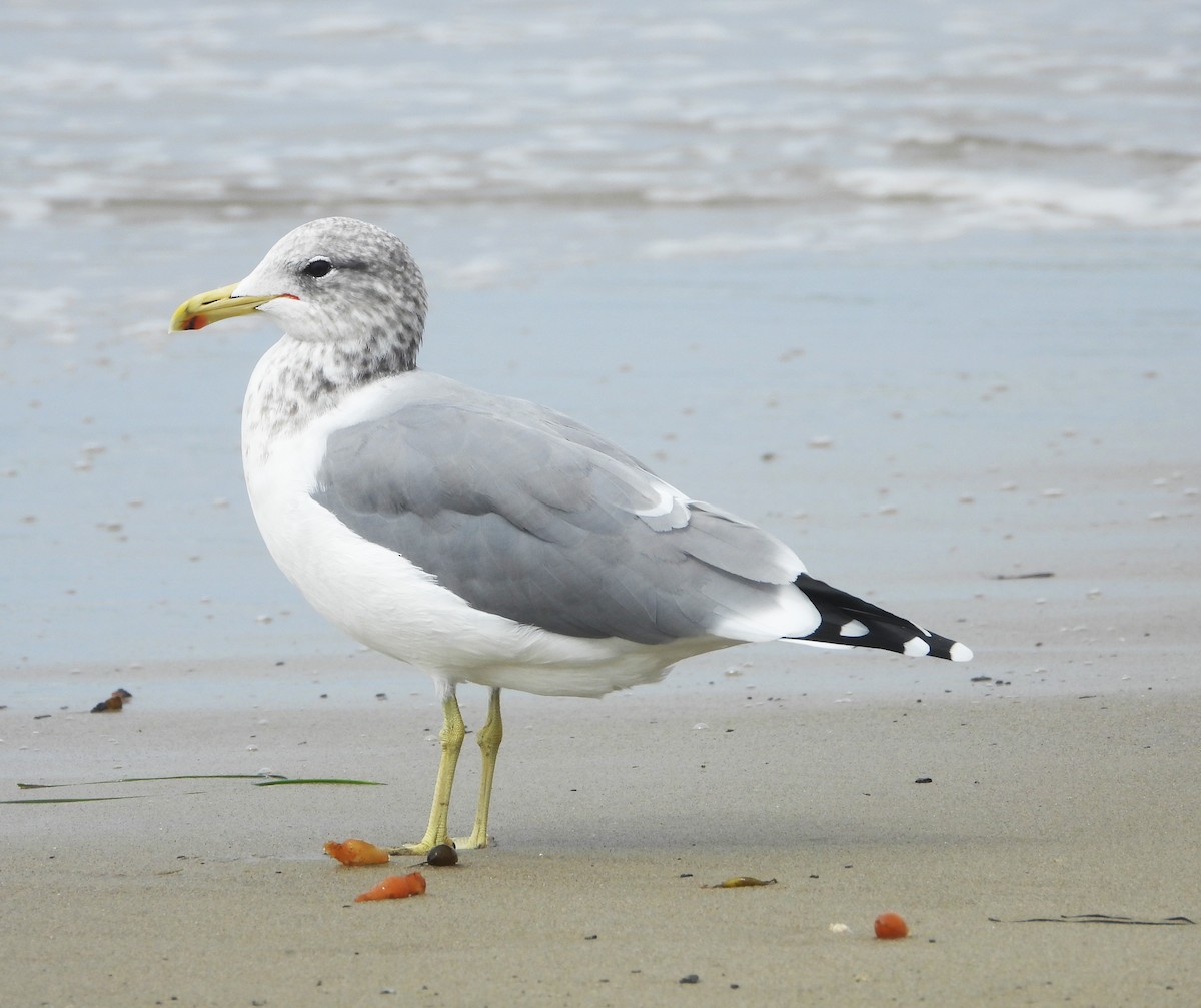 California Gull - ML642614458