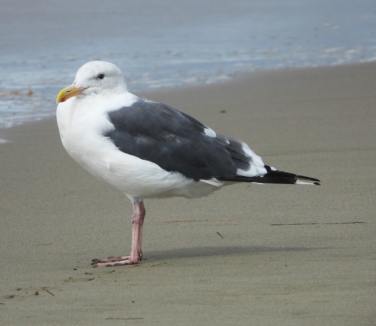Western Gull - ML642614466
