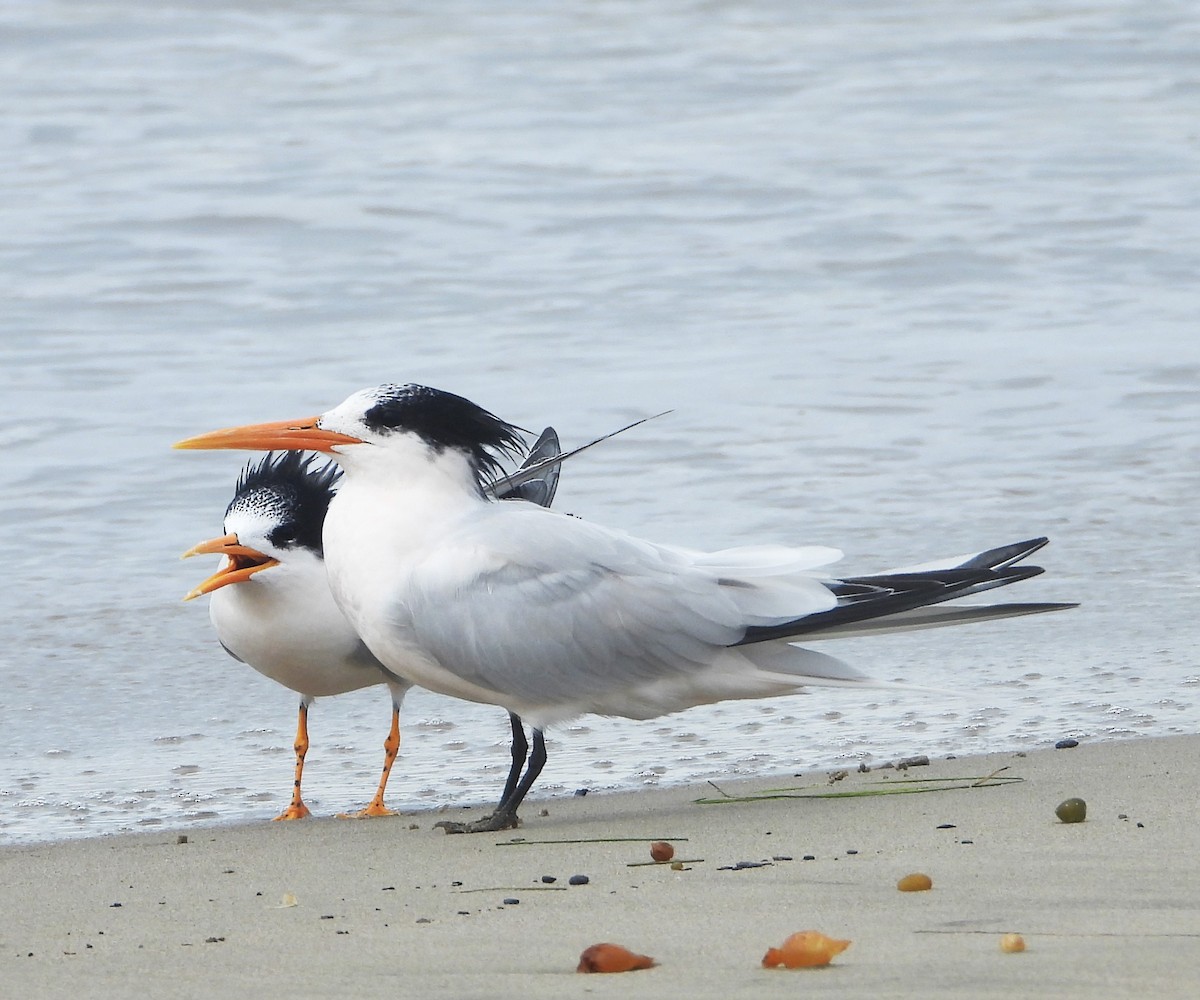 Elegant Tern - ML642614488