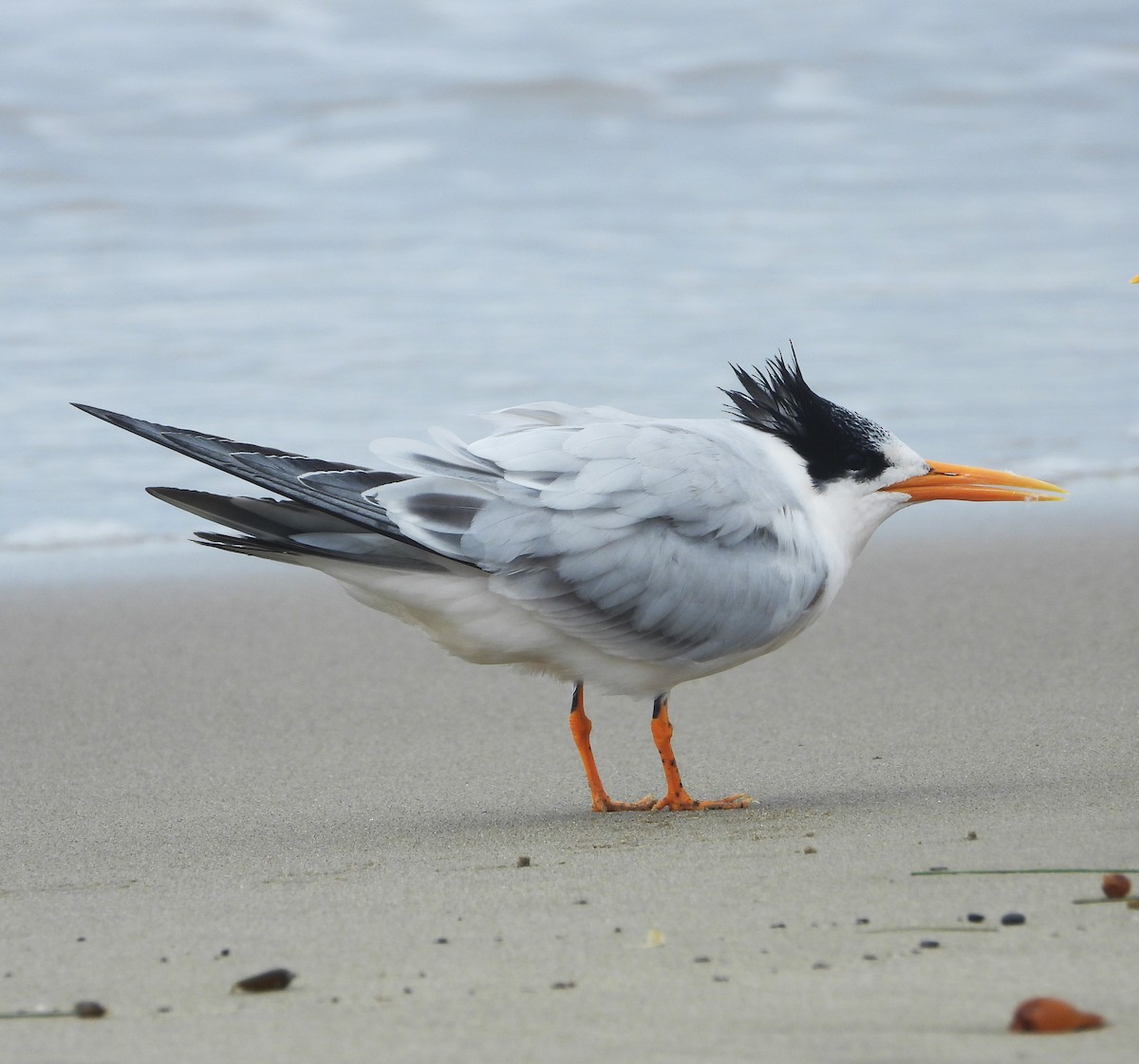 Elegant Tern - ML642614490