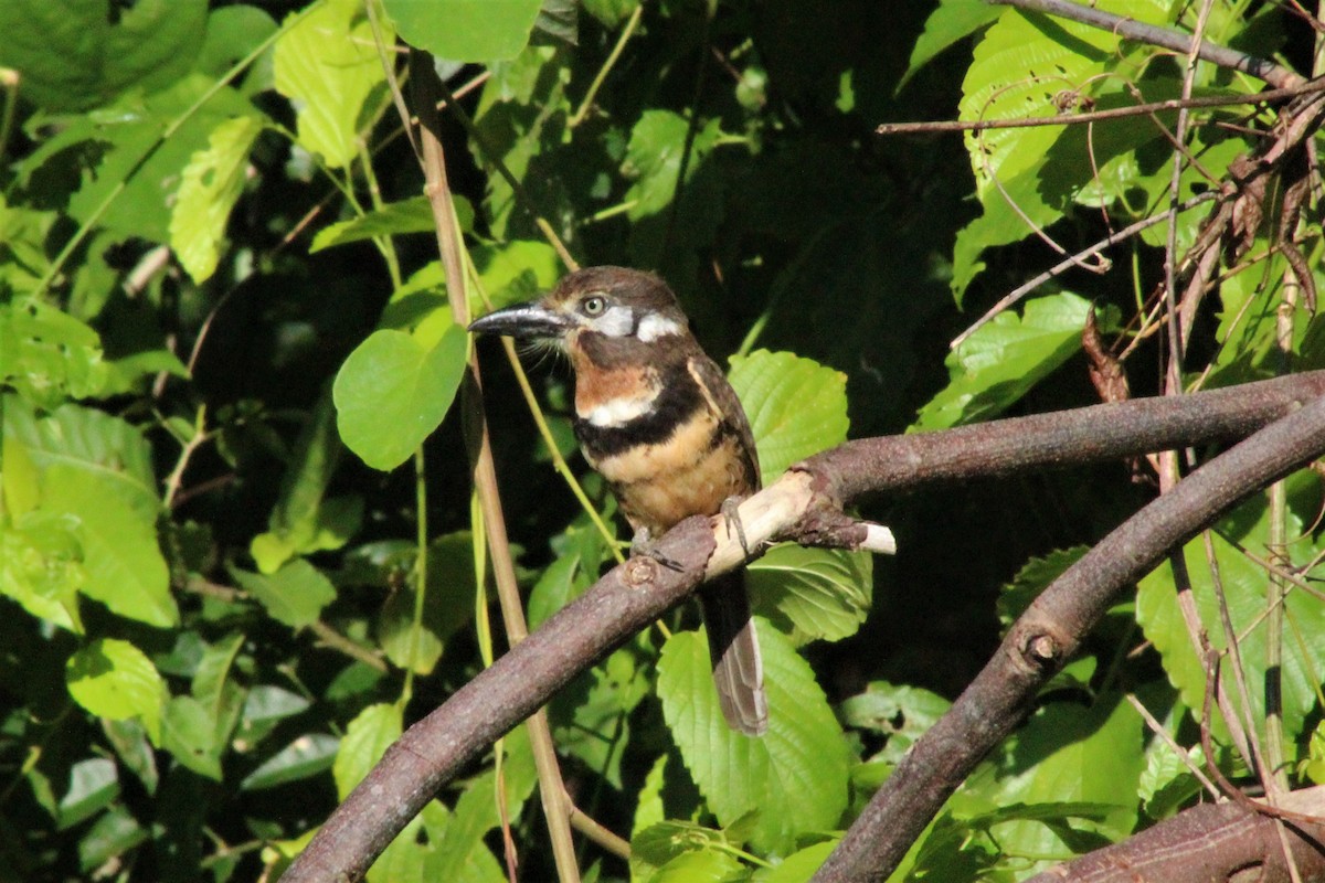 Russet-throated Puffbird - ML642614498