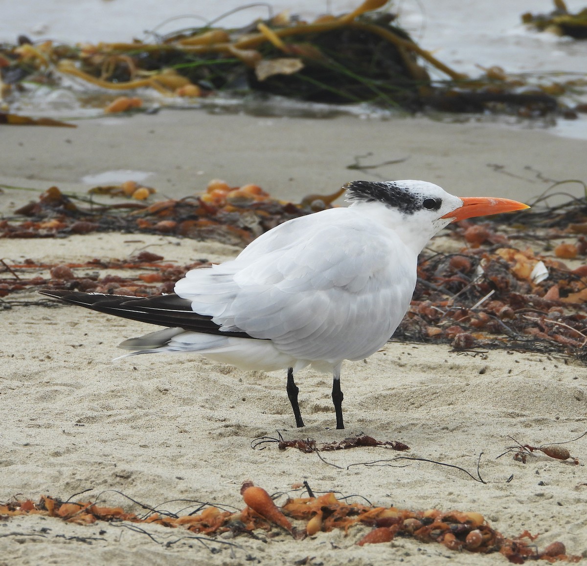Royal Tern - ML642614522
