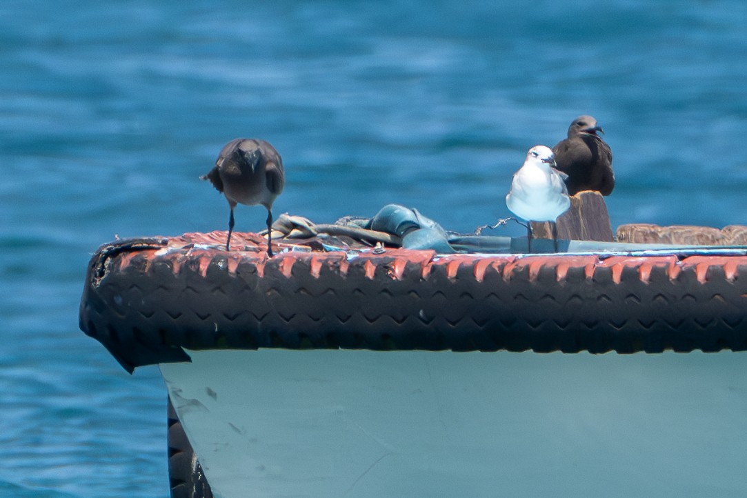 Lava Gull - ML642614537