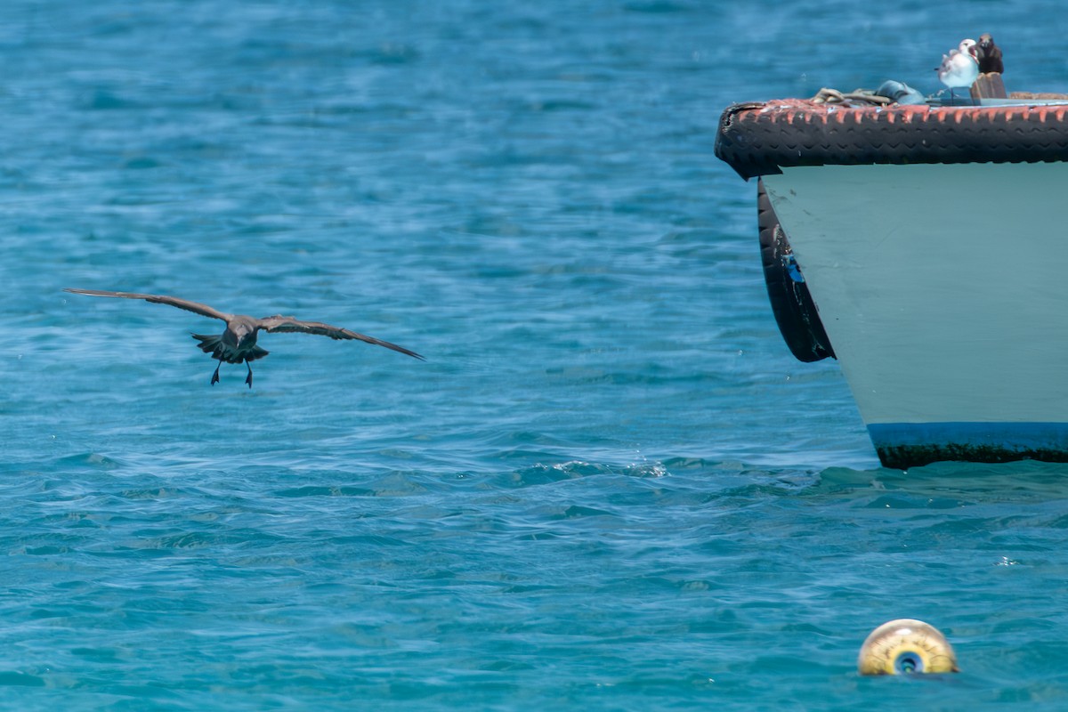 Lava Gull - ML642614543