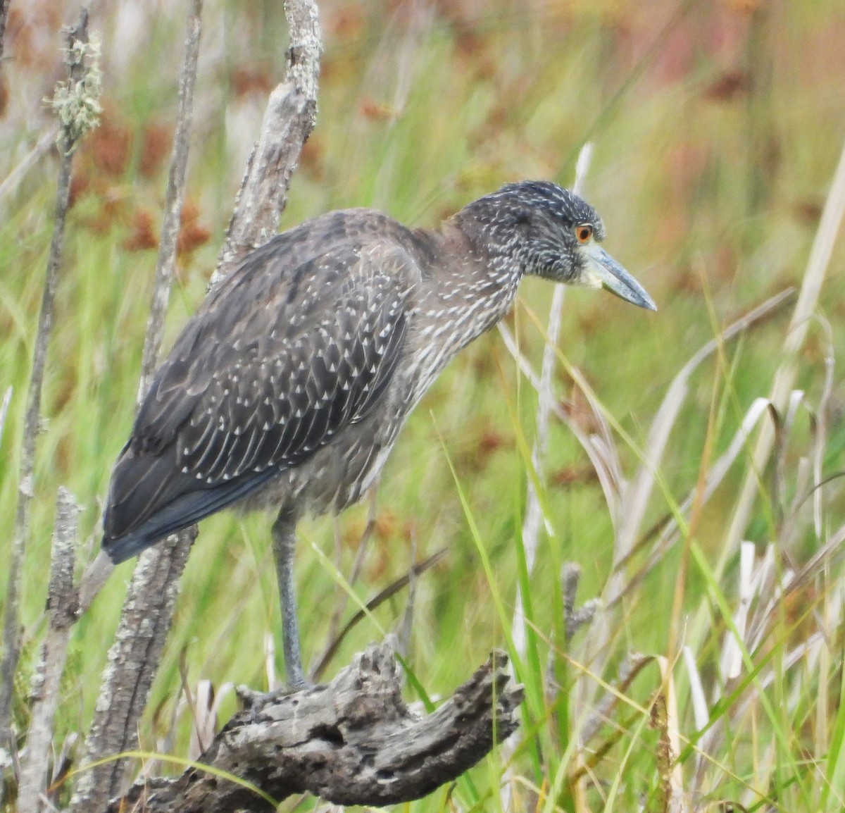 Yellow-crowned Night Heron - ML642614553