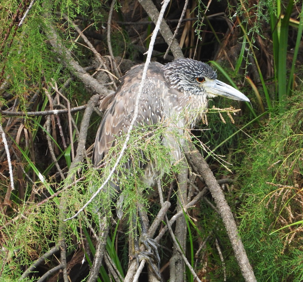 Yellow-crowned Night Heron - ML642614554