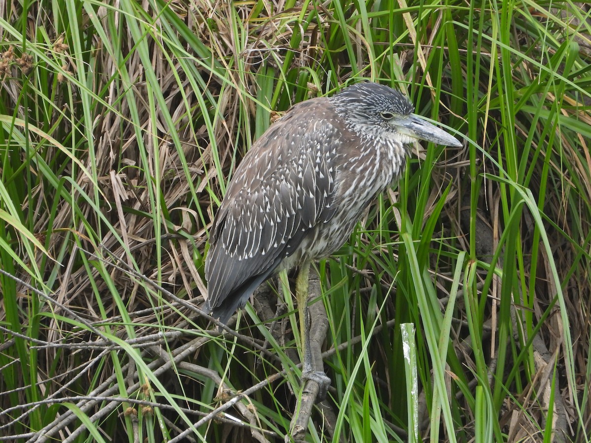Yellow-crowned Night Heron - ML642614555