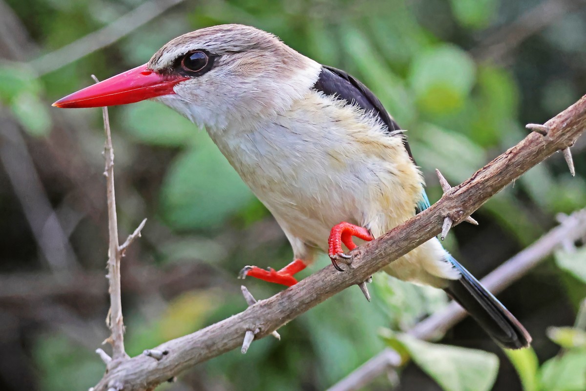 Brown-hooded Kingfisher - ML642614556