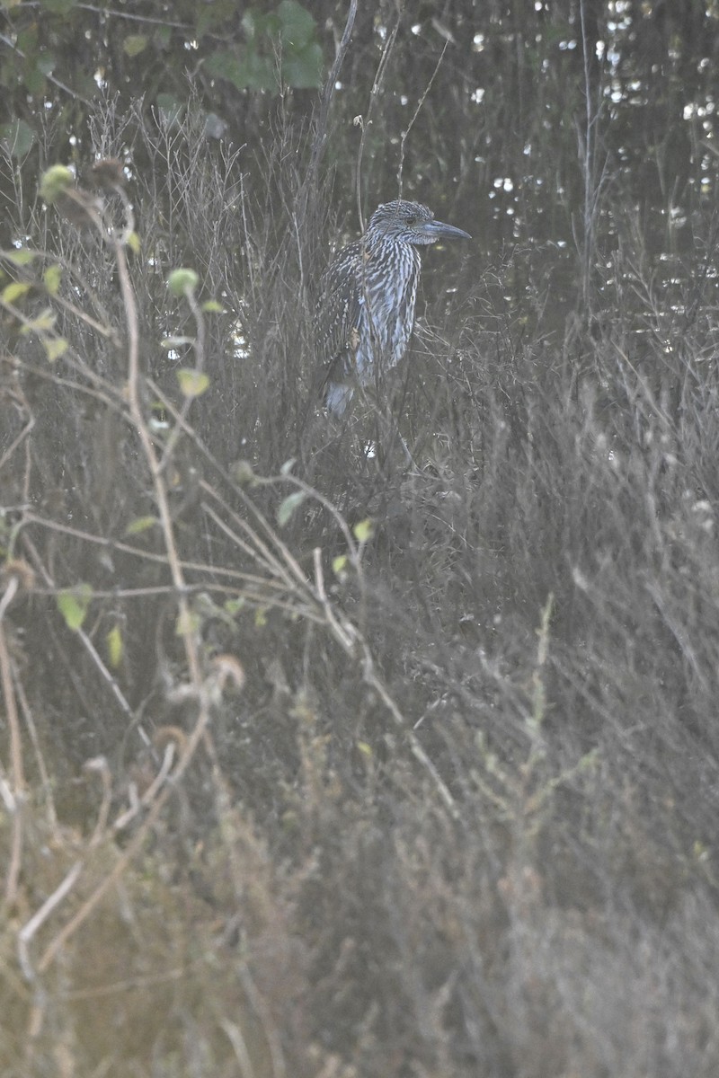 Yellow-crowned Night Heron - ML642614566