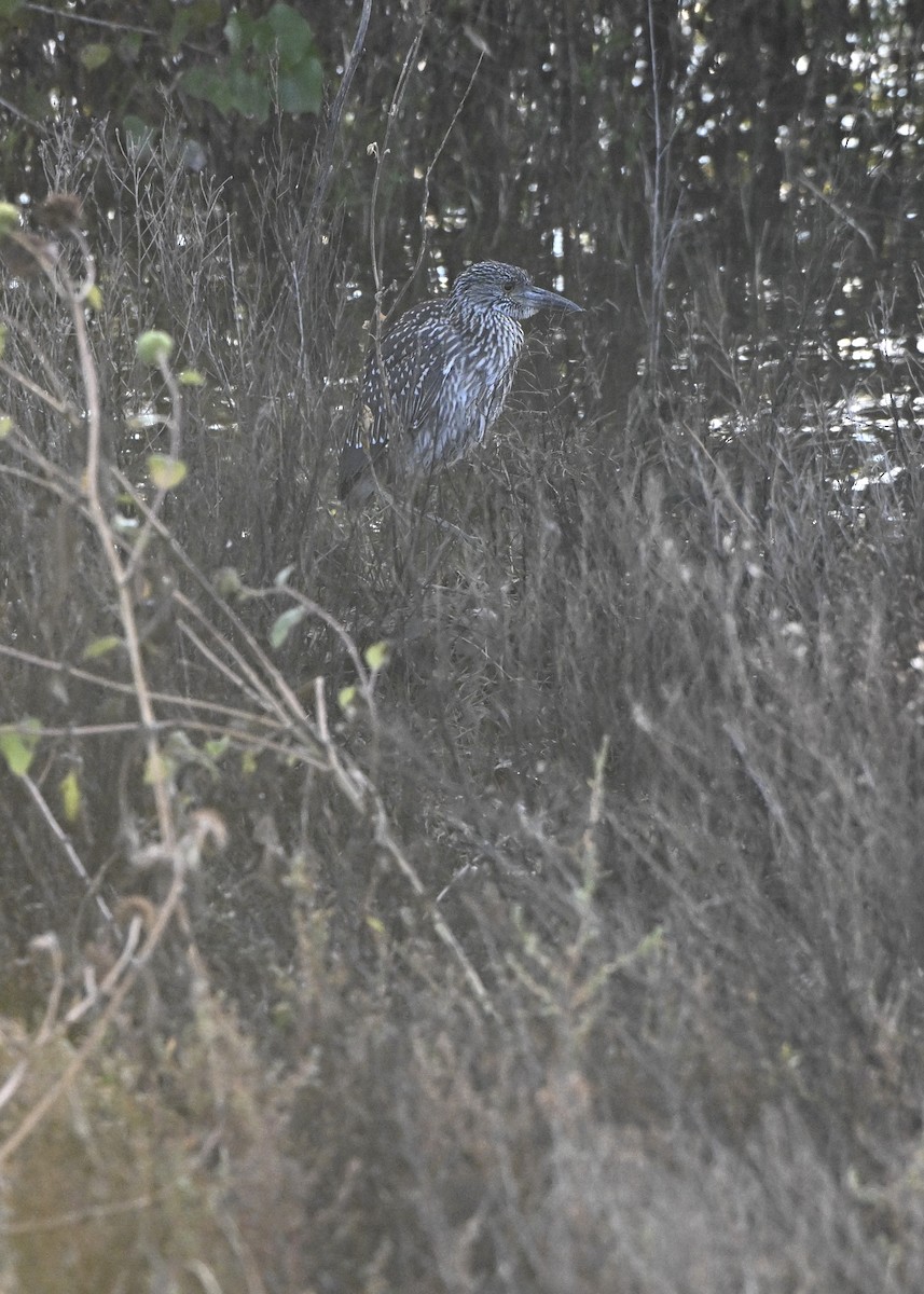 Yellow-crowned Night Heron - ML642614568