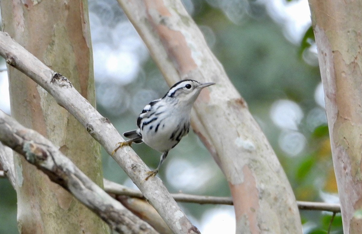 Black-and-white Warbler - ML642614576