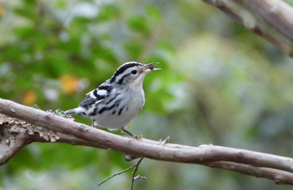 Black-and-white Warbler - ML642614577