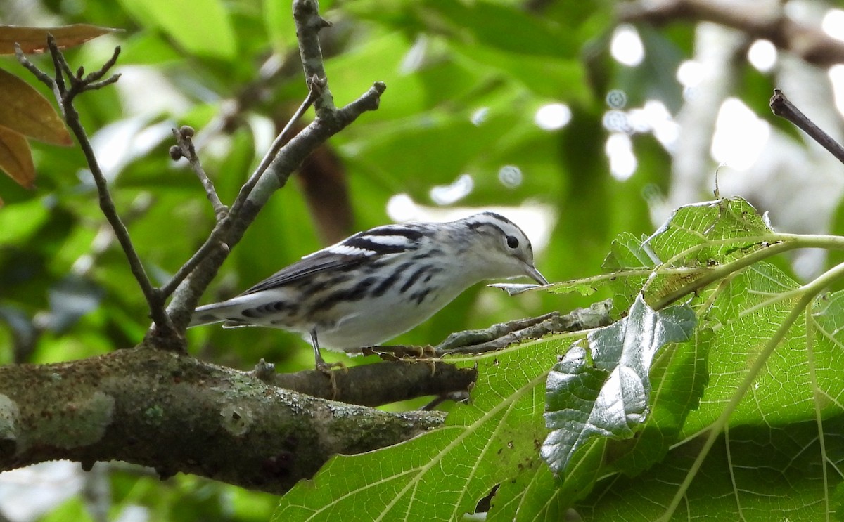 Black-and-white Warbler - ML642614580