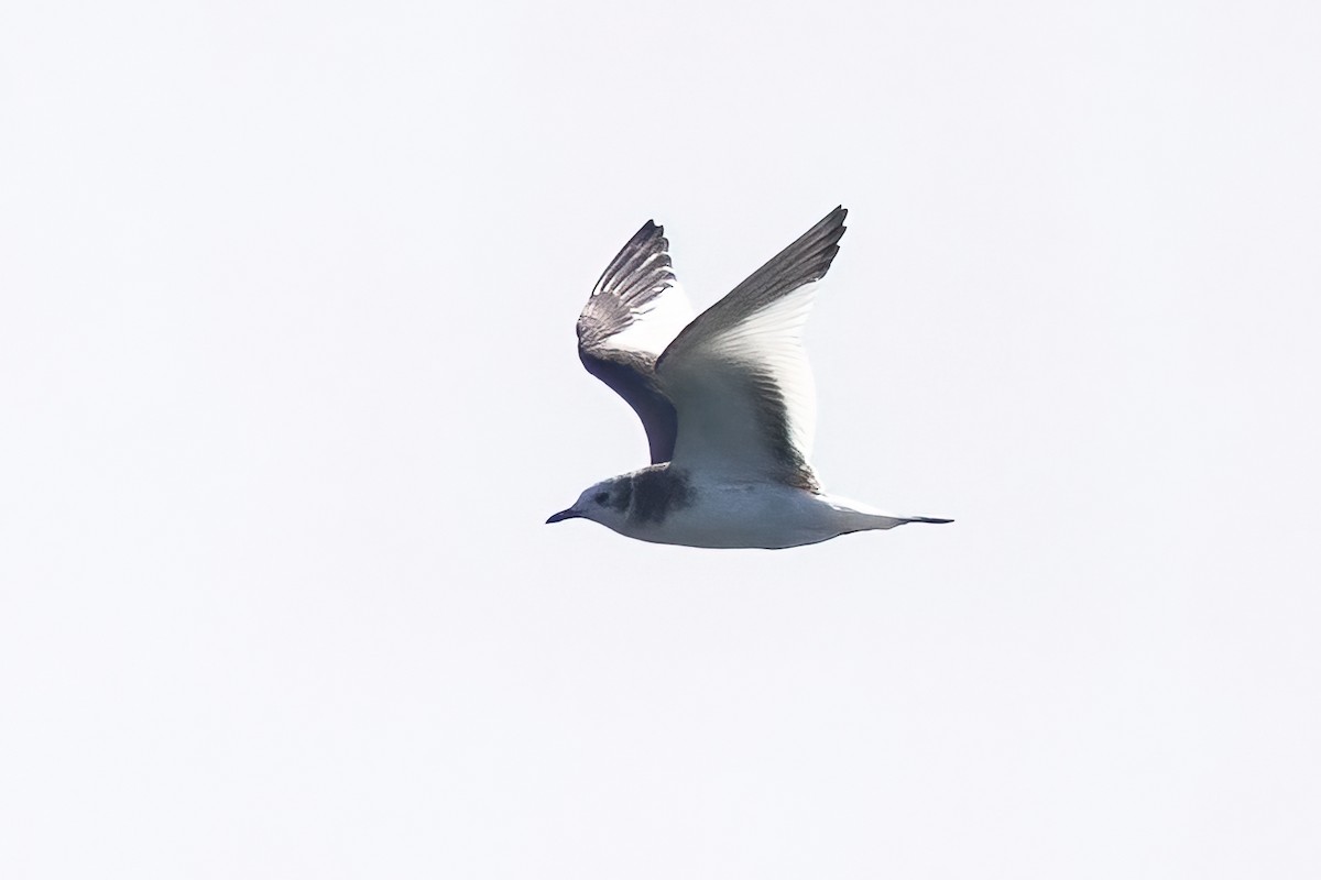 Sabine's Gull - ML642614606