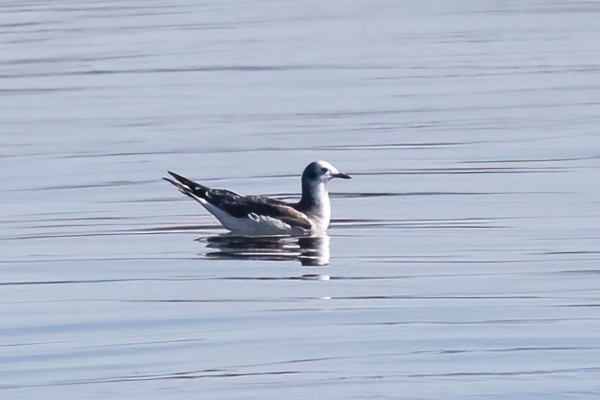 Sabine's Gull - ML642614607