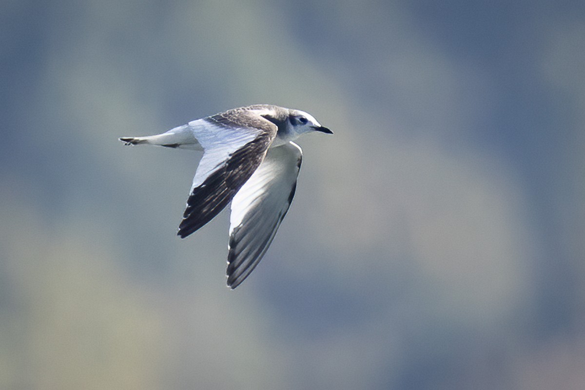 Sabine's Gull - ML642614608