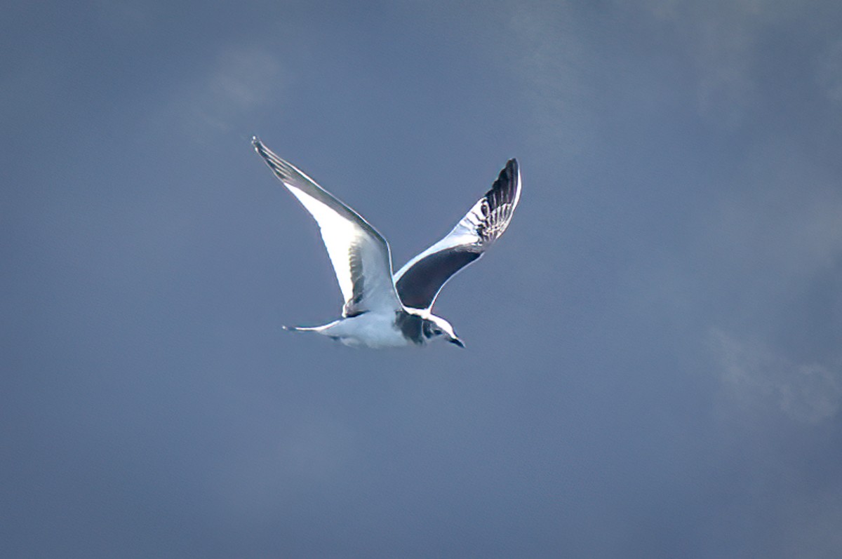 Sabine's Gull - ML642614609