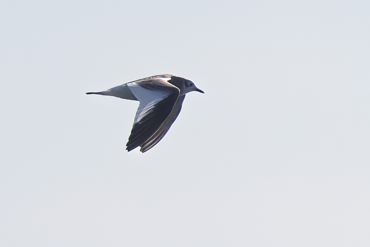 Sabine's Gull - ML642614610