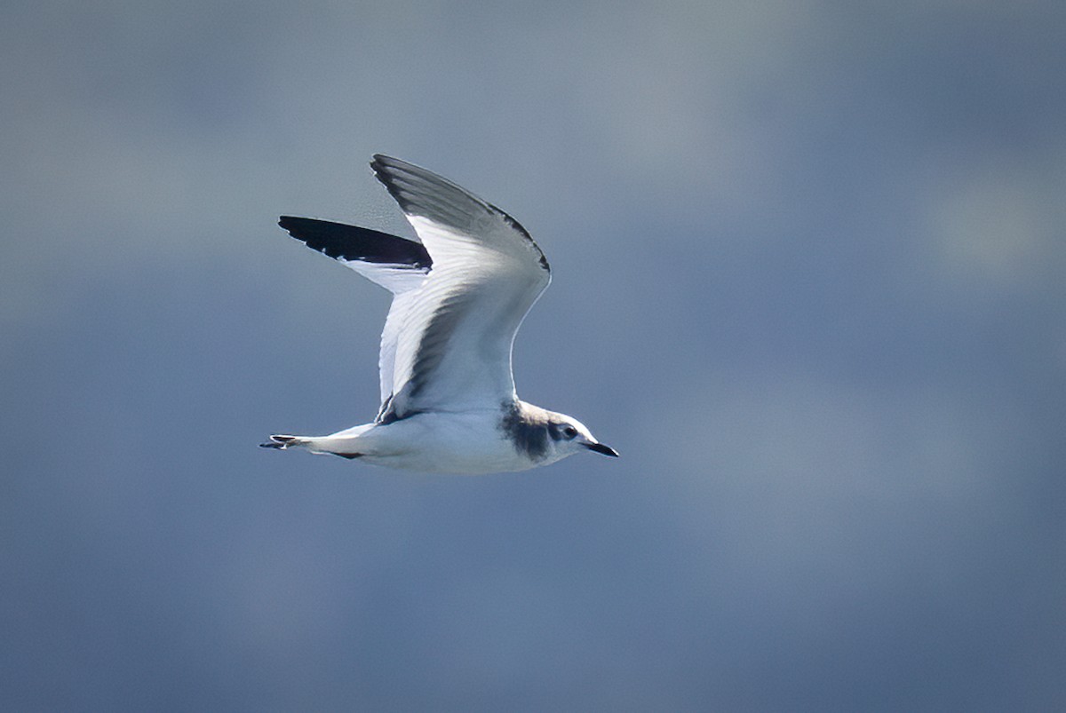 Sabine's Gull - ML642614611