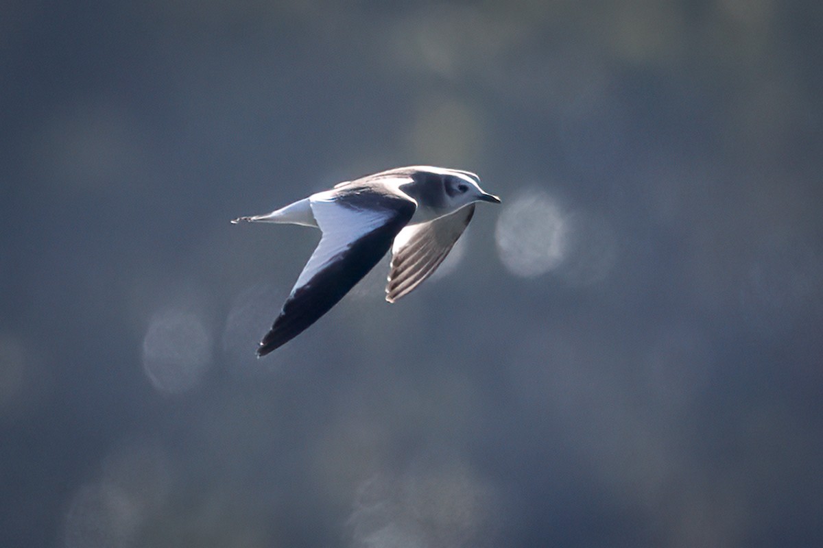 Sabine's Gull - ML642614612