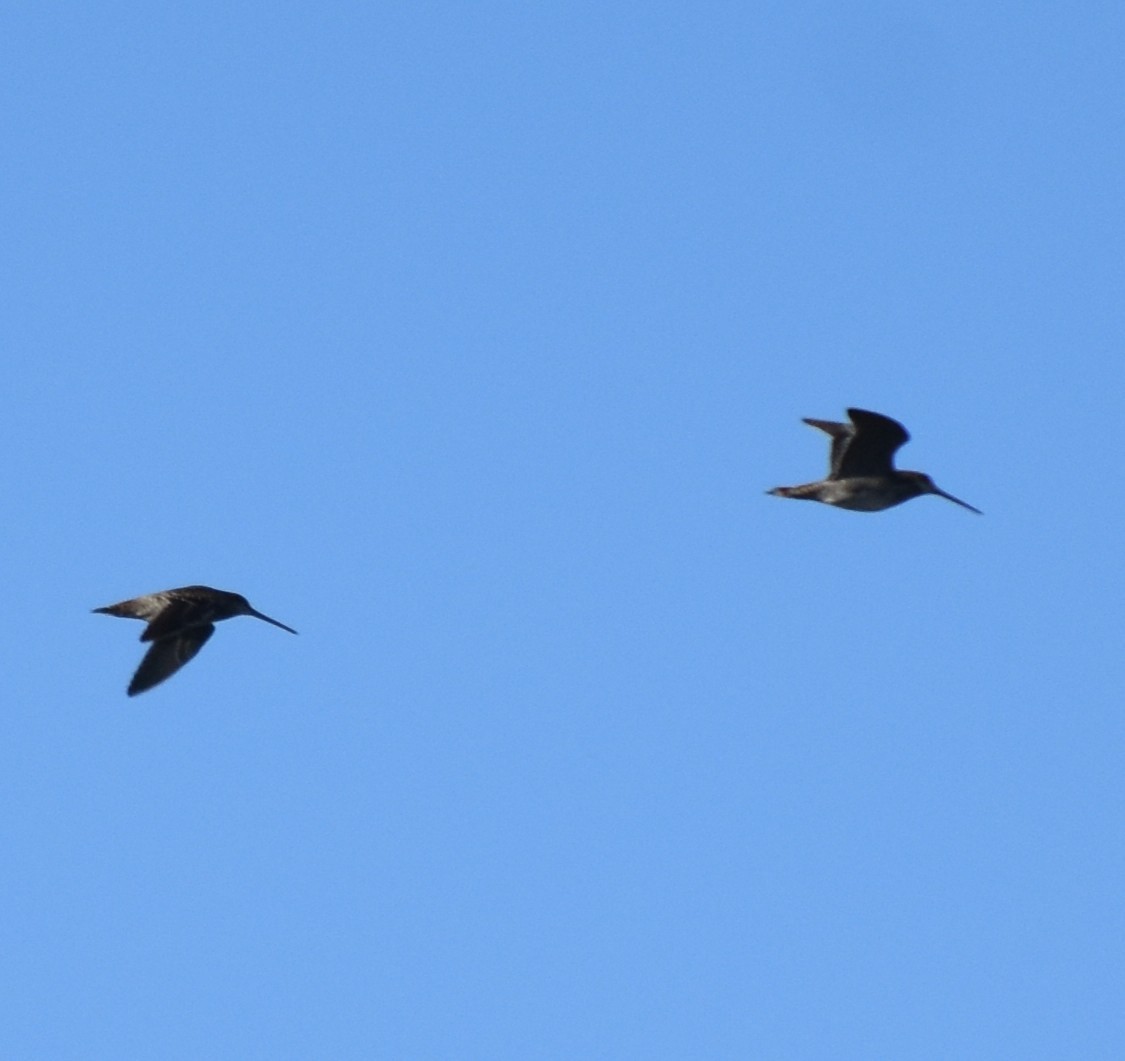 Wilson's Snipe - ML642614630