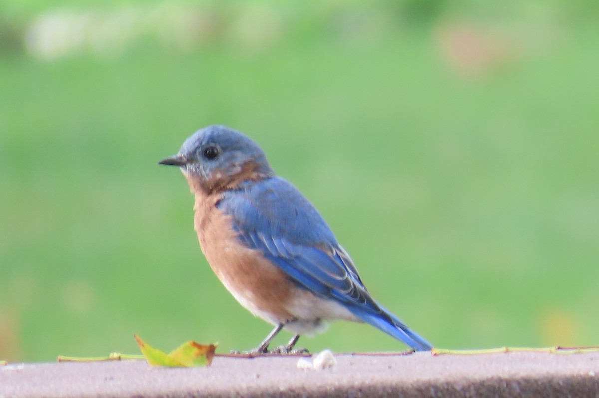 Eastern Bluebird - ML642614641