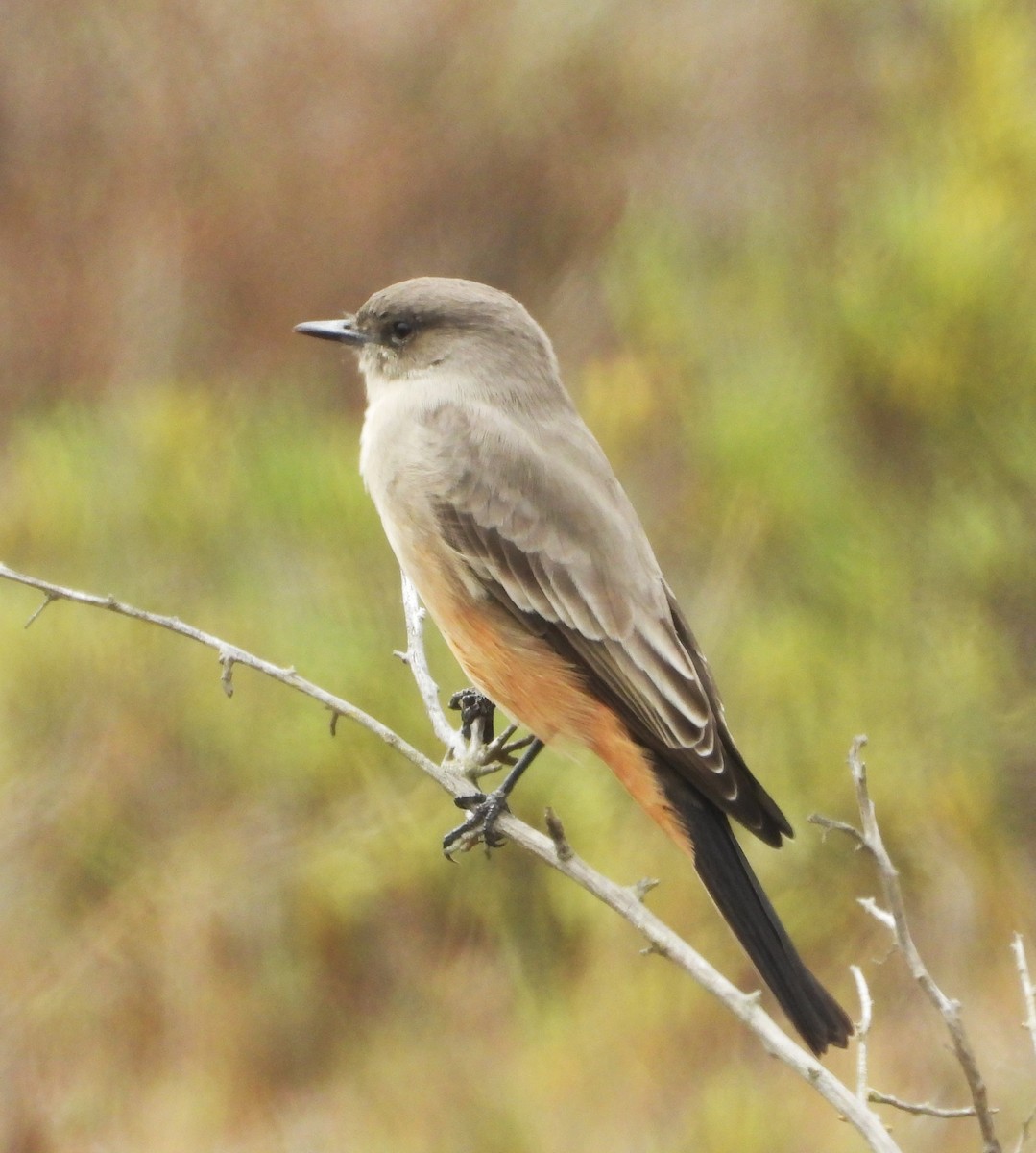 Say's Phoebe - ML642614644