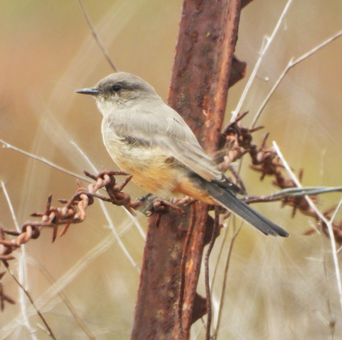 Say's Phoebe - ML642614645