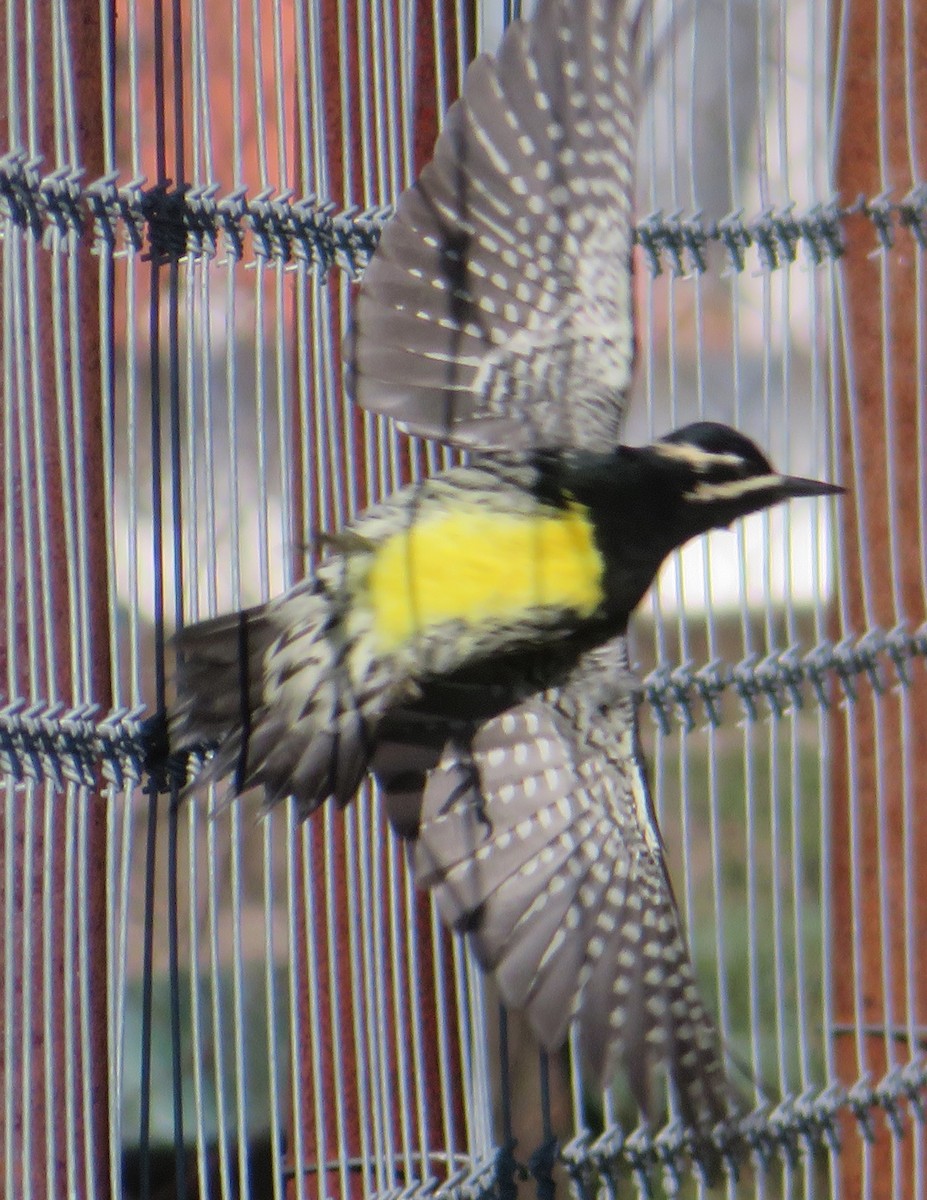 Williamson's Sapsucker - ML642614653