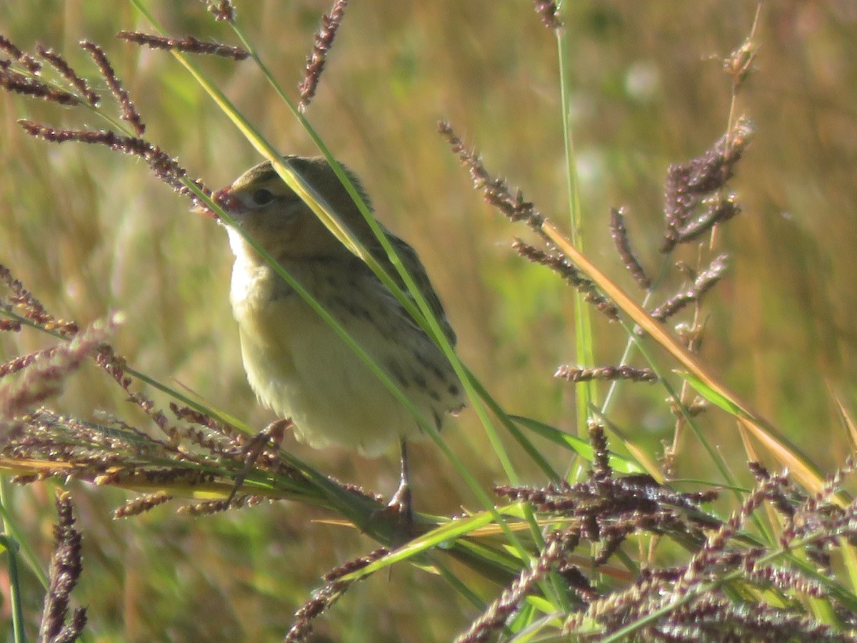 Bobolink - ML642614659