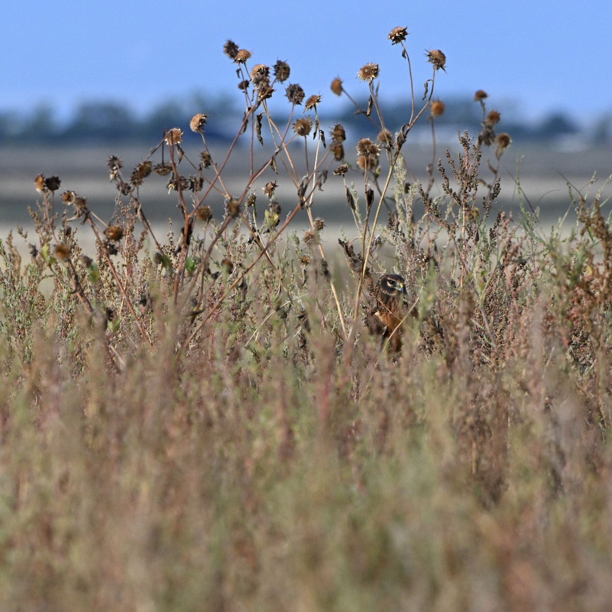 Northern Harrier - ML642614663