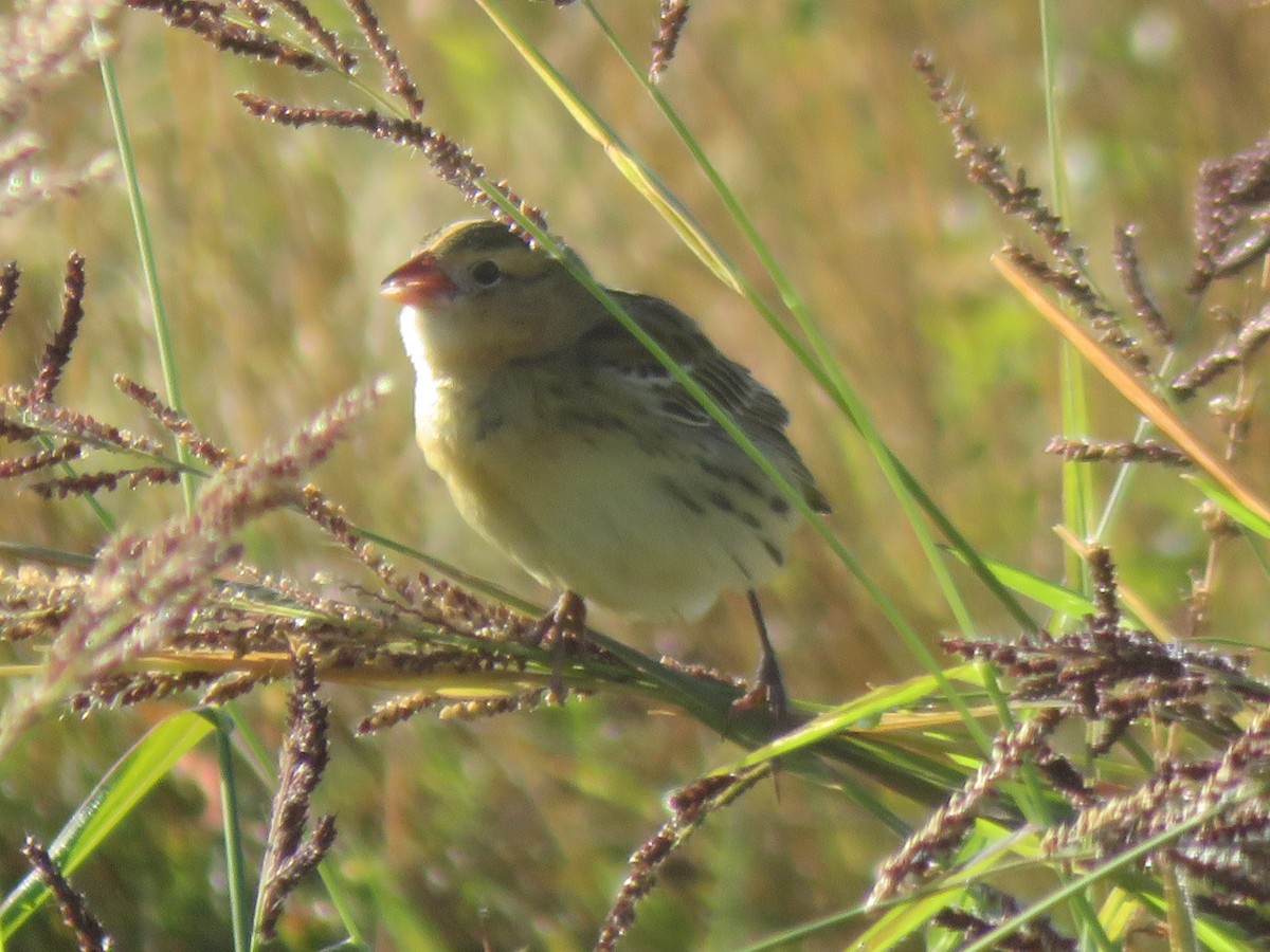 Bobolink - ML642614664