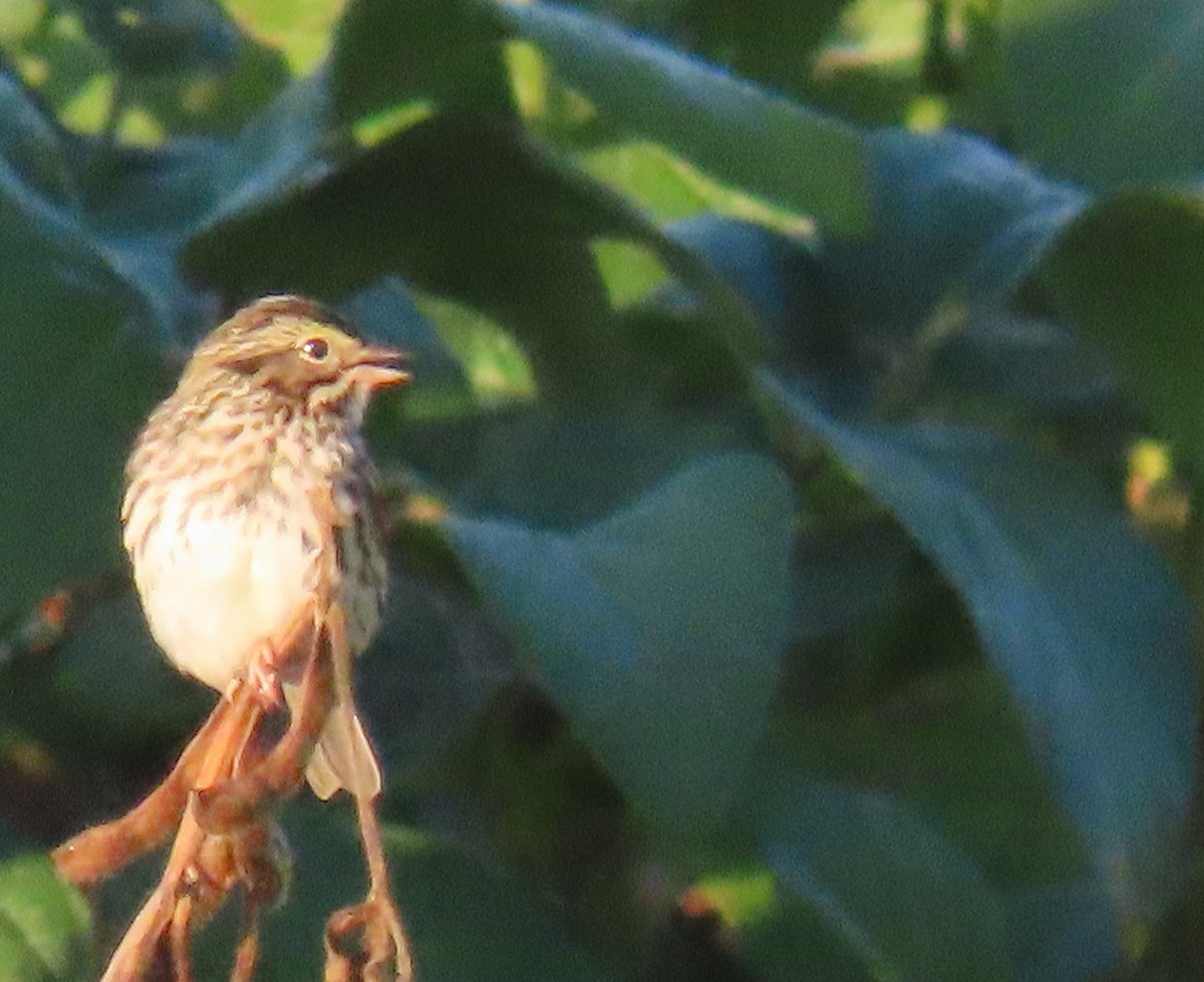 Savannah Sparrow - ML642614677