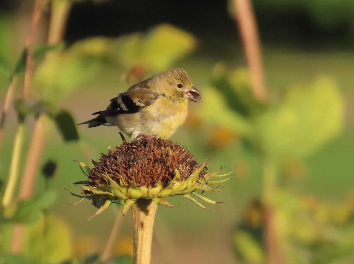 American Goldfinch - ML642614689