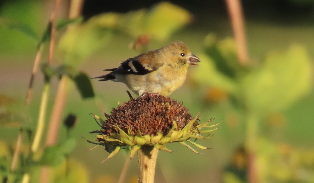 American Goldfinch - ML642614690