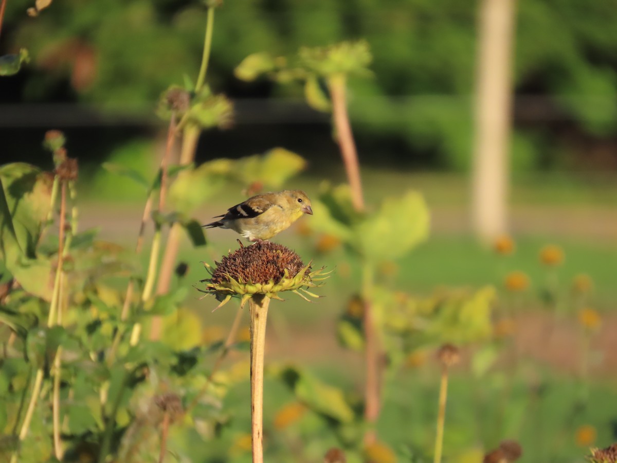 American Goldfinch - ML642614691