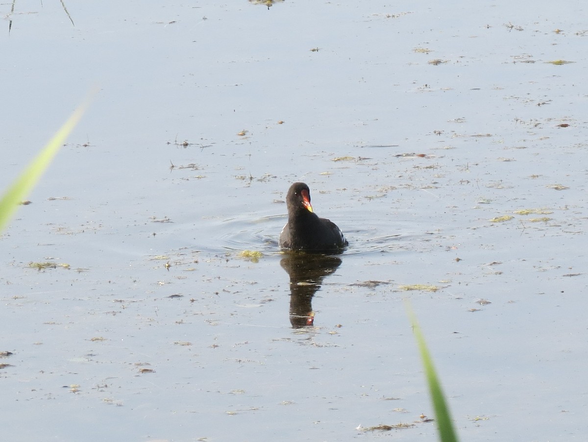 Common Gallinule - ML642614695