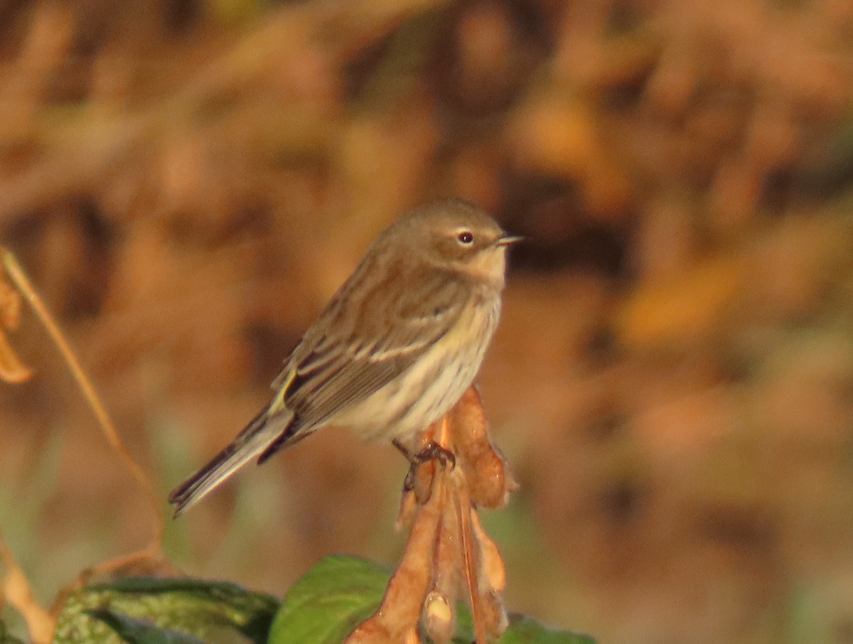 Yellow-rumped Warbler - ML642614704