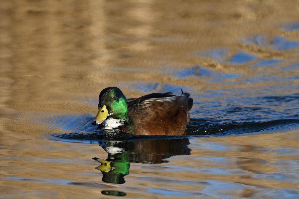 Mallard (Domestic type) - ML642614705