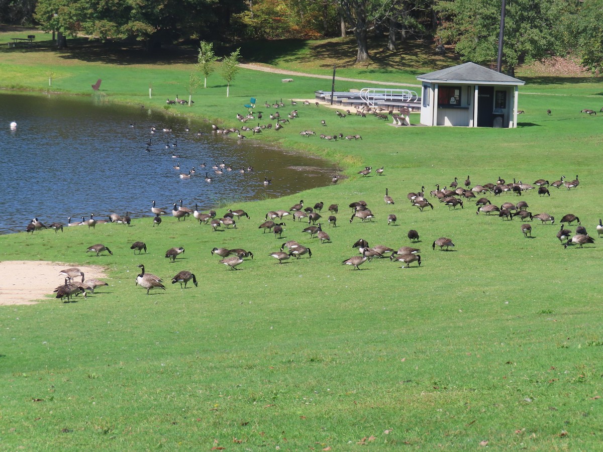Canada Goose - ML642614750