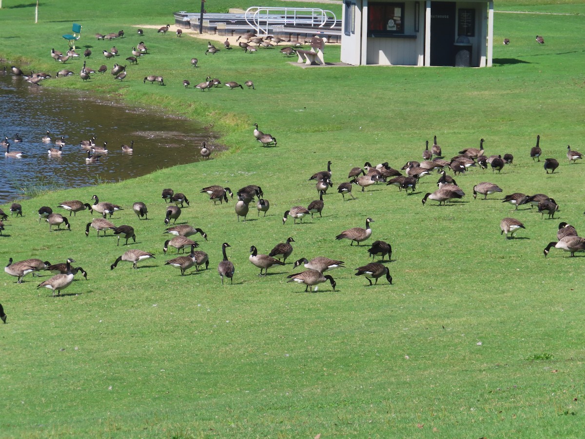 Canada Goose - ML642614751